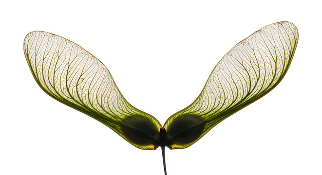Maple samara seeds with delicate winged form and visible veins, captured in crisp macro detail. Isolated on White background.