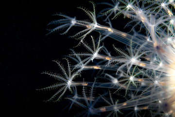 Close-Up Underwater View of Veretillum cynomorium Coral