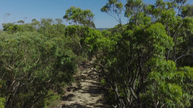 Drone rise up aerial footage of Kedumba Valley Road located in a large forest near Jamison Valley in the Blue Mountains in New South Wales, Australia.