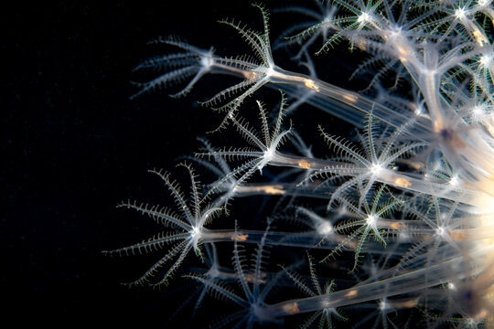 Close-Up Underwater View of Veretillum cynomorium Coral