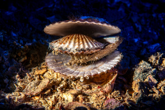 Overlapping Mussel Shells on the Seabed Underwater