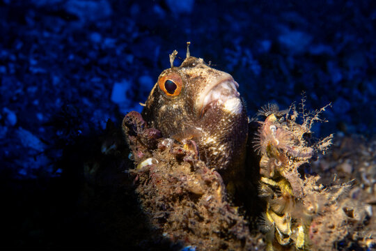 Close-Up Portrait of a Red Gurnard Showing Large Head and Fins