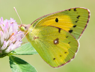Close up yellow wings butterfly Pale Clouded Colias Hyale on clover flower. macro view  Yellow