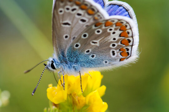 Colorful butterfly closeup. Blue orange gossamer-winged Polyommatus icarus on yellow flower. Summer time landscape, macro view shallow depth of field