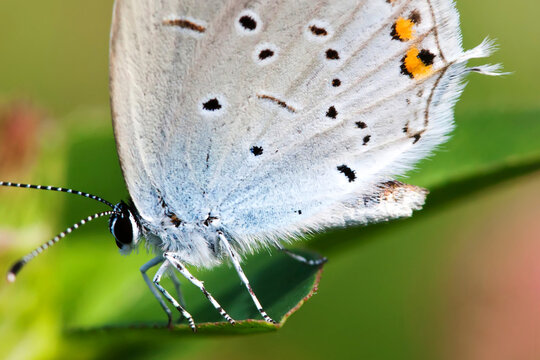 Blue wings butterfly. gossamer-winged Polyommatus icarus sitting on green leaf. macro nature concept. shallow depth of field, soft focus