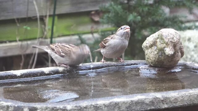 Little brown sparrows drinking water from a stone birdbath