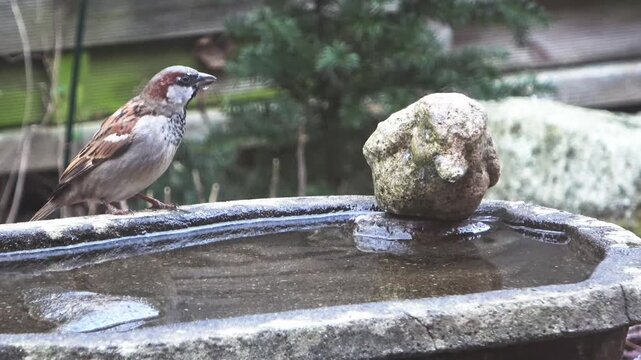 Male house sparrow drinking water from birdbath