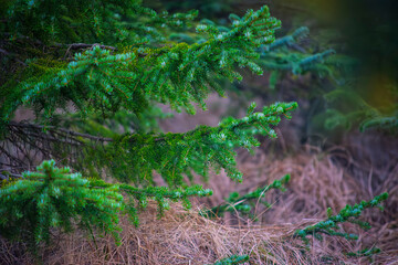 Close up of lush green spruce branches with needles in a dense coniferous forest interior