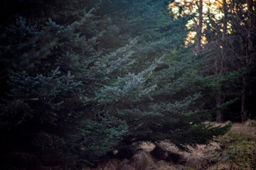 Obraz premium Dense evergreen spruce tree in a moody dark forest during twilight