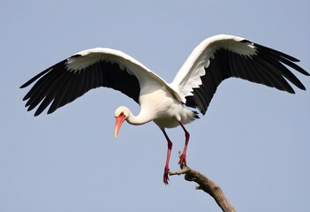 A close up of a White Stork in a tree