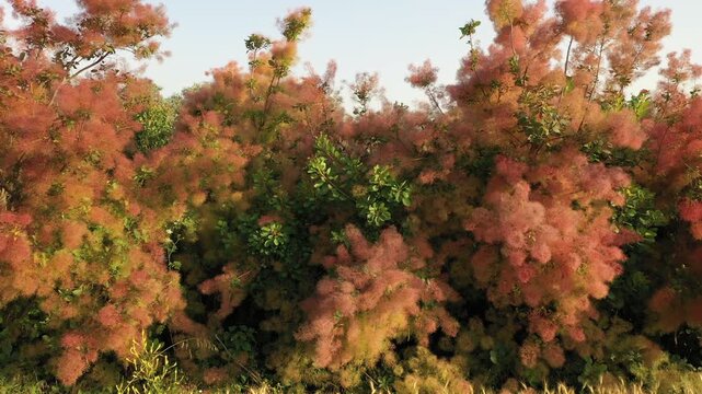 Colorful Smoke Bush in Bloom: drone view along a road in Bulgaria.
