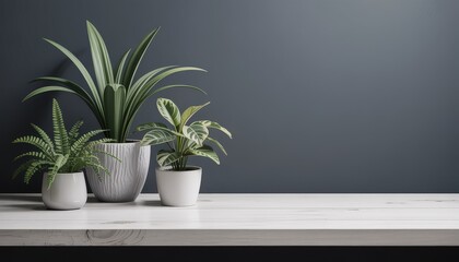 Fototapeta premium Three different potted plants on a white wooden shelf against a dark blue wall