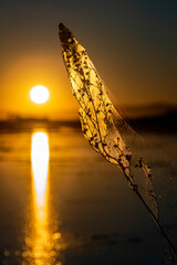 Fototapeta premium Albufera Natural Park in Valencia (Spain)