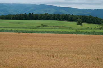 牧草農場餌用麦畑