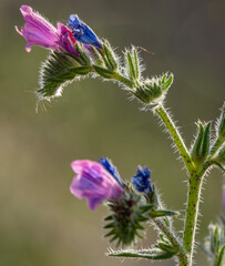 Fototapeta premium Albufera Natural Park in Valencia (Spain)