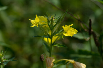 メマツヨイグサ