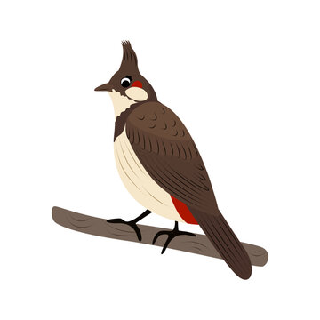 Red-whiskered bulbul bird. Flat vector illustration isolated on white background. Cute Asian songbird for nature, wildlife, education and kids design.