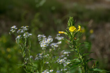 メマツヨイグサとヒメジオン