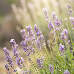 Obraz premium Lavender flowers bloom in a garden during sunny weather in the afternoon, attracting bees and butterflies