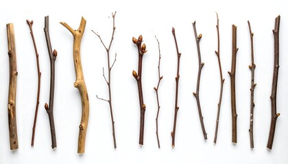Collection of various bare tree branches and twigs arranged on a stark white surface