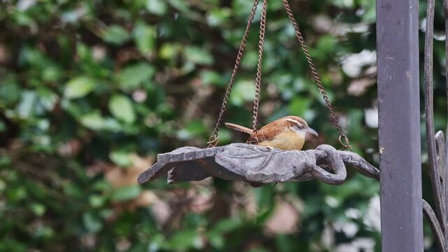 Carolina wren eating dried meal worms from hanging birdfeeder against blurry green holly shrub. 