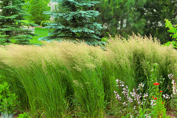 Fototapeta premium New German Garden Style: Wispy Karl Foerster Feather Reed Grasses bent almost in half by the windy Chicago weather providing a beautiful landscape in the fall.