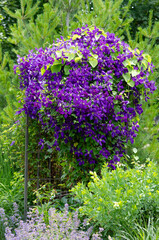 Obraz premium A portrait view of Royal Purple Jackmanii Clematis - a stunning, vigorous climbing vine known for its rich, velvety, deep saturated purple blooms that make a bold statement in this cottage garden.