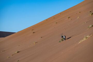 A solitary Gemsbok (Oryx gazella) standing on the ridge of a high ochre sand dune against a clear blue sky in the Namib Desert, Namibia