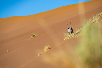 A Gemsbok (Oryx gazella) peering from behind a tuft of grass on a large ochre sand dune, alert to the camera, in the Namib Desert, Namibia