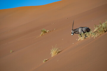 Profile view of a Gemsbok (Oryx gazella) standing on an ochre sand dune gazing forward across the vast Namib Desert landscape, Namibia