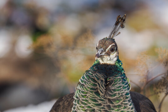Detail of the head of a peahen outdoors.