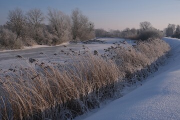 The winter scenery of Zulawy Gdanskie &ndash; the frozen Motlawa and Radunia rivers, frosty reeds and trees, and snow-covered fields. Poland