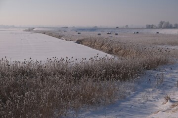The winter scenery of Zulawy Gdanskie &ndash; the frozen Motlawa and Radunia rivers, frosty reeds and trees, and snow-covered fields. Poland
