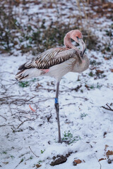 Fototapeta premium A young pink flamingo standing on one leg outdoors in winter in the snow.