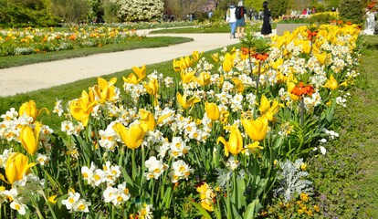 Obraz premium Daffodils in the Jardin des Plantes in Paris. Spring in Paris.