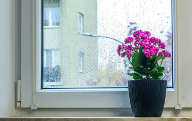 Fototapeta premium Cozy window view of the city. Blooming houseplant in a pot against raindrops on the glass. Atmosphere of spring, home comfort, and freshness