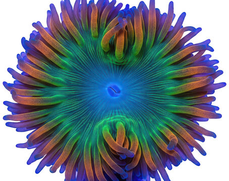 Top down close up view of colorful zoanthid coral with green, orange, and blue polyps