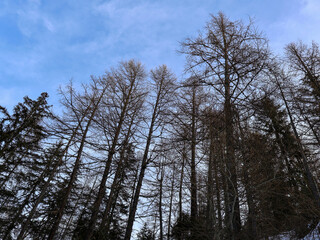 Blue sky seen through tall forest trees from bottom to top.