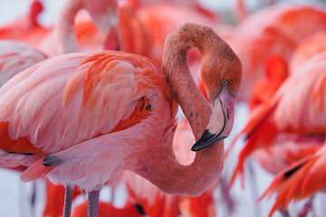 An adult flamingo outdoors on the snow in winter. © lapis2380