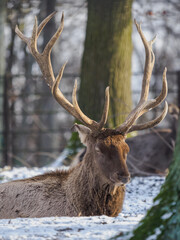 Portrait of an adult P&egrave;re David&rsquo;s deer with large antlers resting in a winter outdoor enclosure.