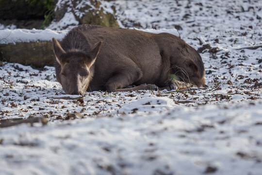 A P&egrave;re David&rsquo;s deer lying on the ground with snow.