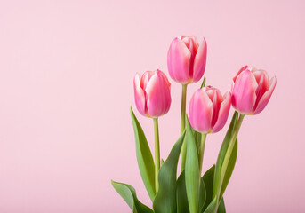 Fototapeta premium Three Pink Tulips on a Soft Pink Background blank space