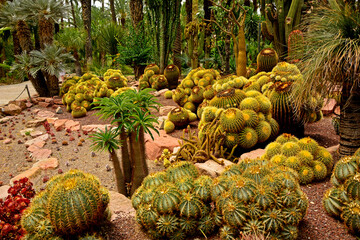 kaktusy w ogrodzie, egzotyczny ogród z palmami i kaktusami, gaj palmowy , Botanical garden in Elche, Alicante, spain, palm trees and cacti, echinocactus grusonii, Huerto Del Cura Botanical Garden Palm © kateej