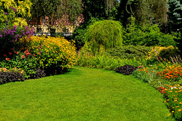 zielony trawnik w ogrodzie otoczony krzewami ozodbnymi i kolorowymi kwiatami, beautiful garden with shrubs, lily, marigold and conifers, designer garden © kateej