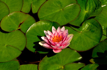 grzybienie na stawie, Grzybienie znane też jako nenufary lub lilie wodne, Nymphaea, aquatic plants, water lilies © kateej