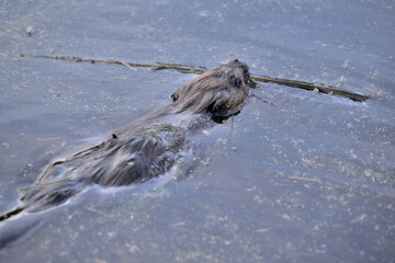 beaver in the water