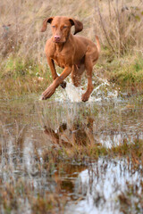 young vizsla running through water