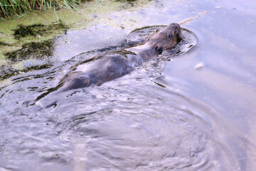 beaver in the water