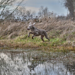 weimaraner jumping in water