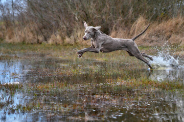 weimaraner jumping in water